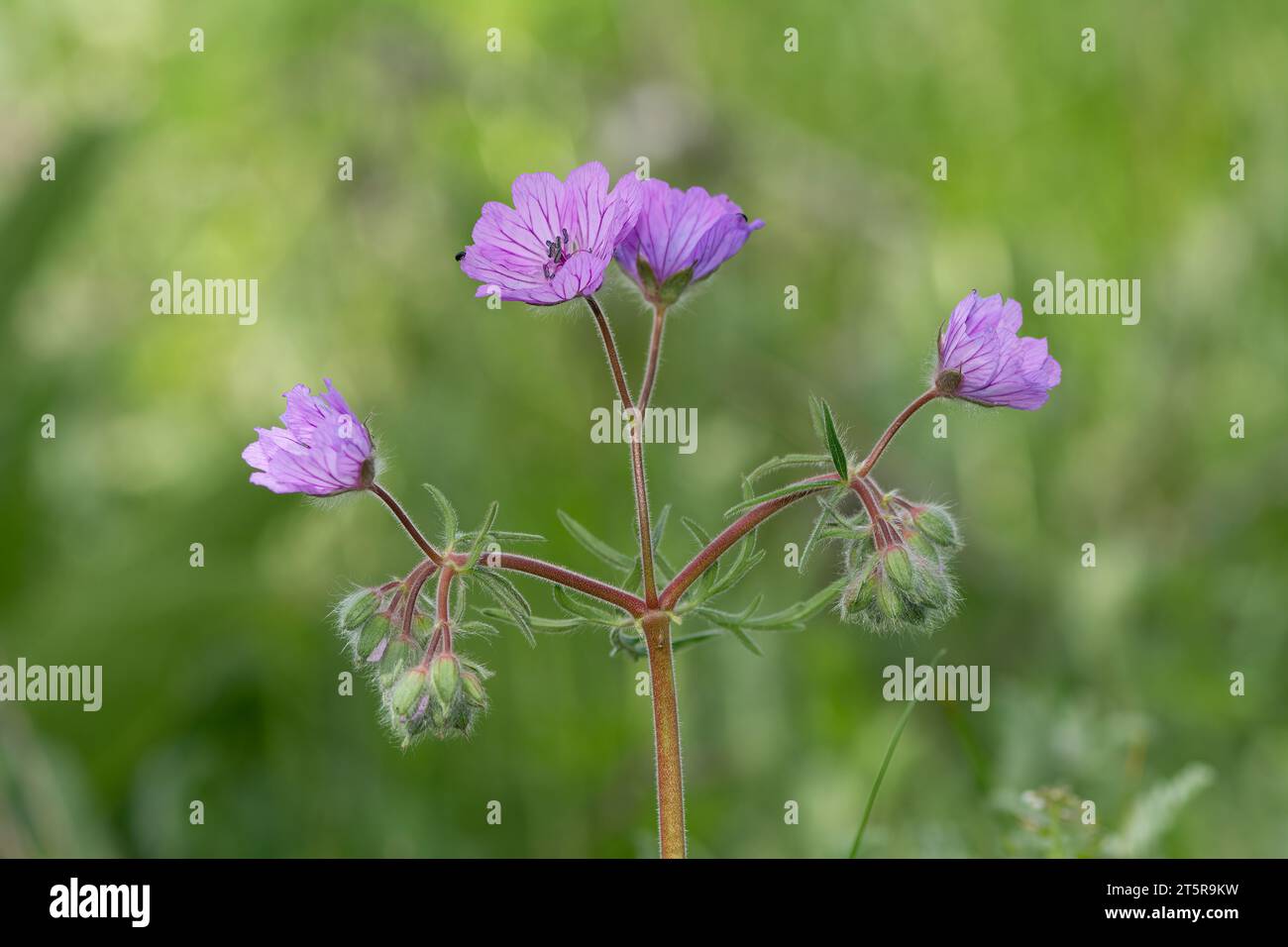 Geranium plants in their natural habitat on a sunny day in spring with wild mauve flowers. Stock Photo