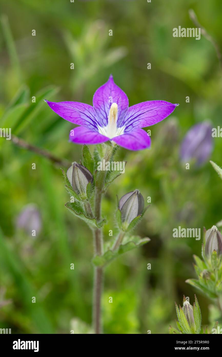 Legousia or Venus' mirror belongs to the Campanulaceae family and is native to the Mediterranean. Stock Photo