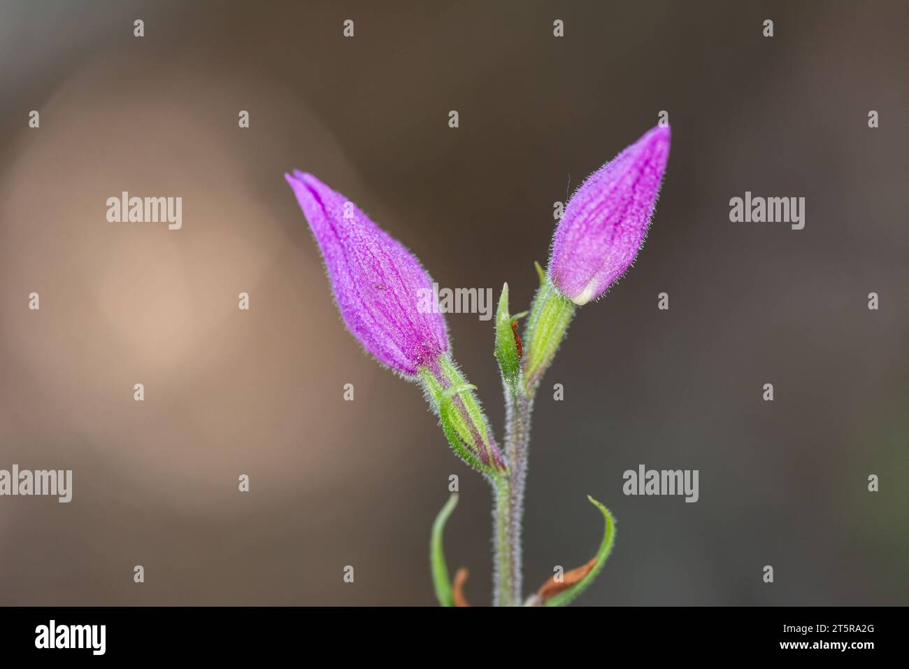 Close-up of the brightly blooming purple cephalanthera rubra flower growing against the blurred background in nature. Stock Photo