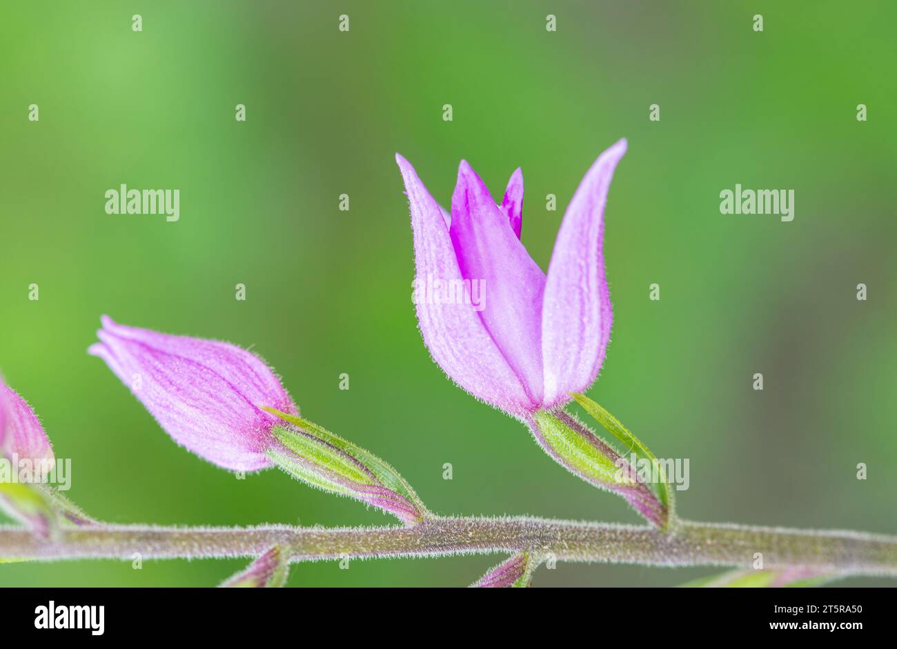 Close-up of the brightly blooming purple cephalanthera rubra flower growing against the blurred background in nature. Stock Photo