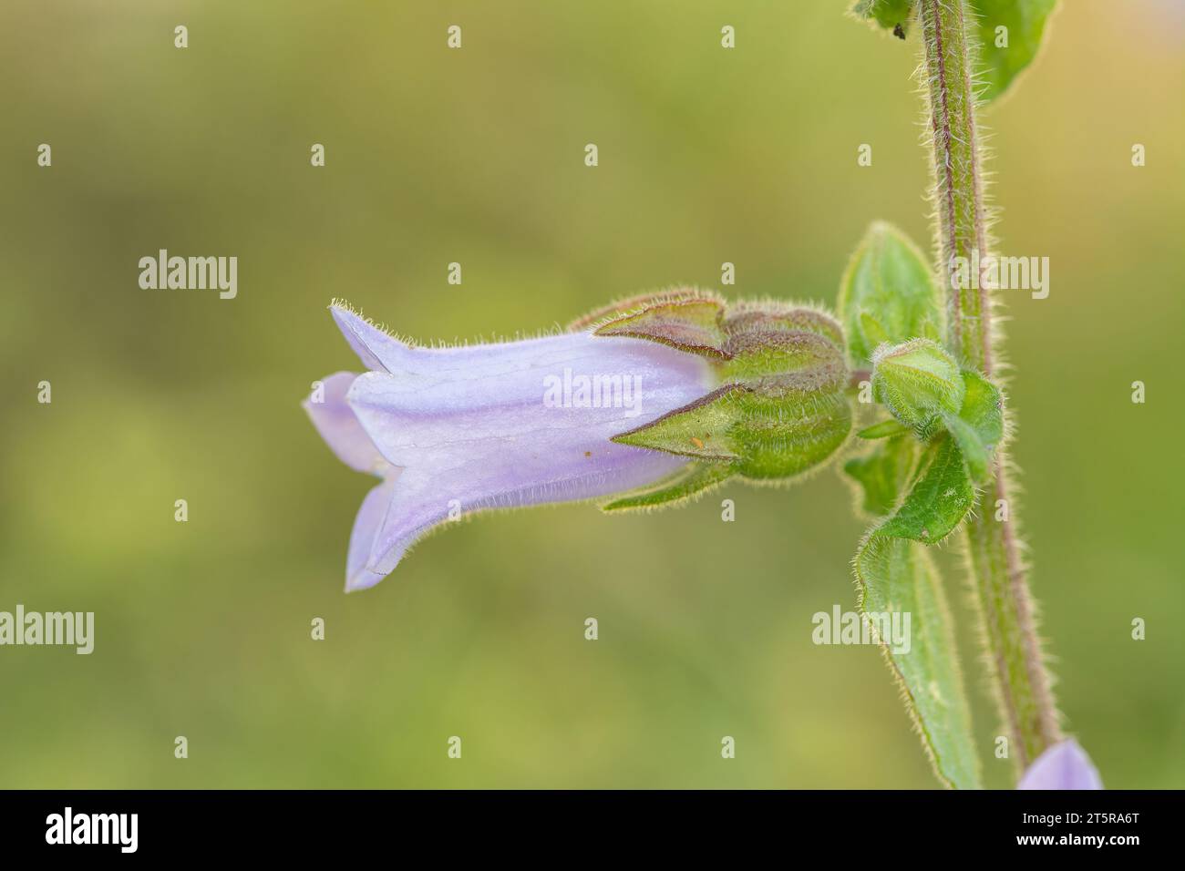 Campanula rapunculoides, European bellflower, Campanulaceae. Wild plant shot in summer. Stock Photo