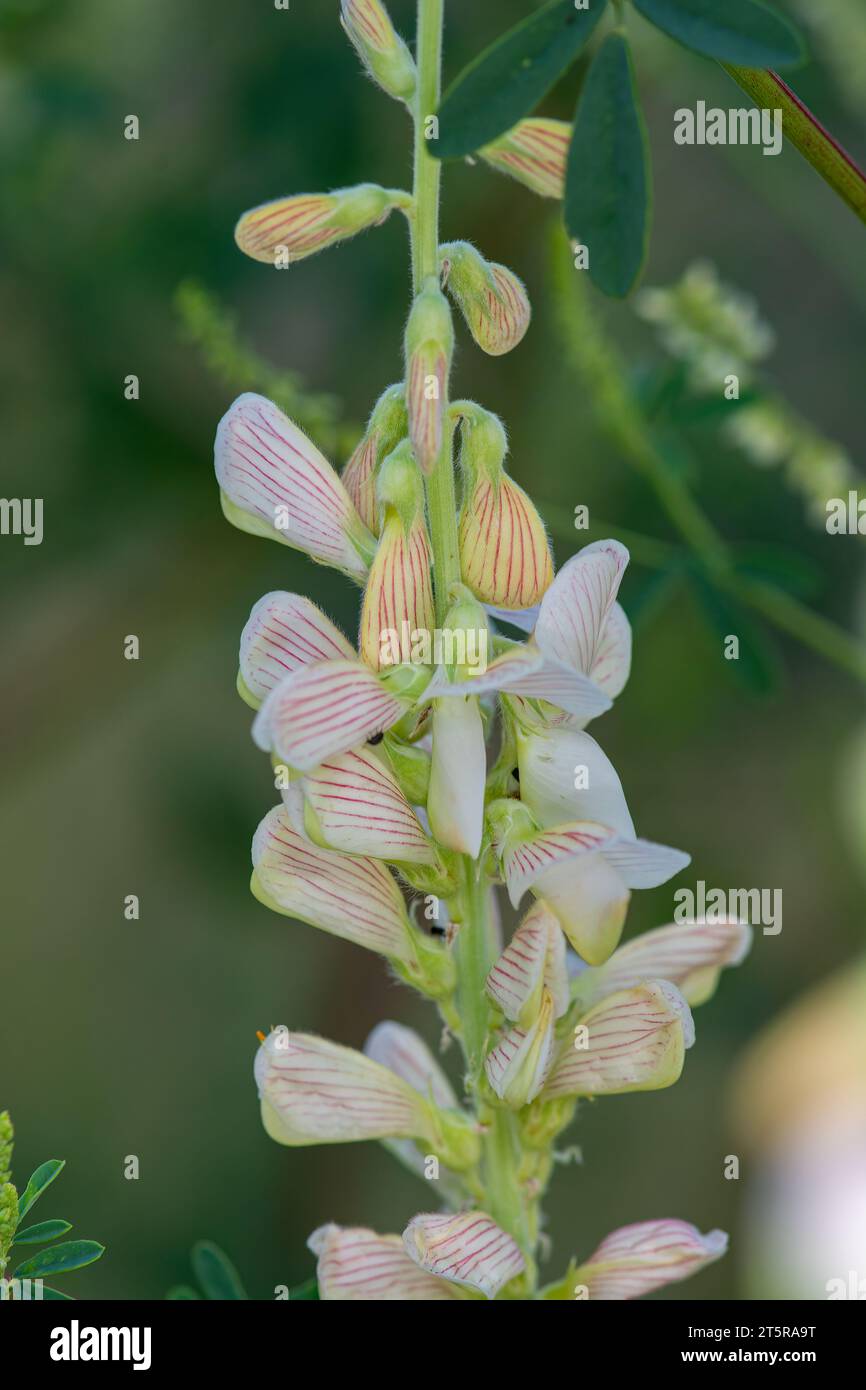 Adi korunga veya onobrychis hypargyrea veya sativa veya esparcette çiçekleri Stock Photo