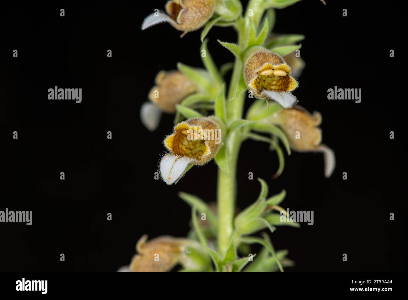 Close-up of Digitalis lanata woolly foxglove flower plant on natural background. Stock Photo