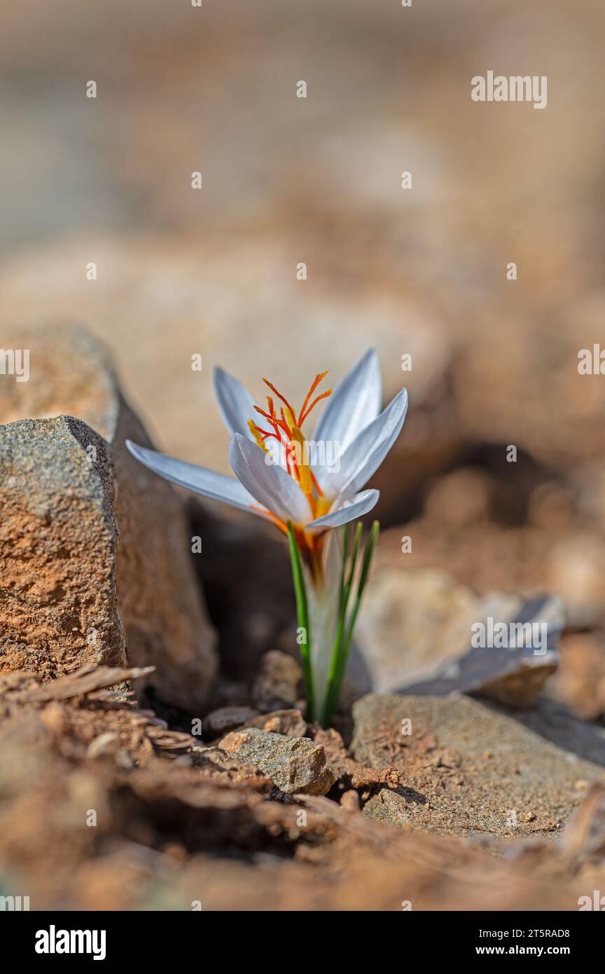 Close-up of blooming spring flowering plant of the Iridaceae family, white crocuses, on natural background on a sunny day. Soft selective focus Stock Photo