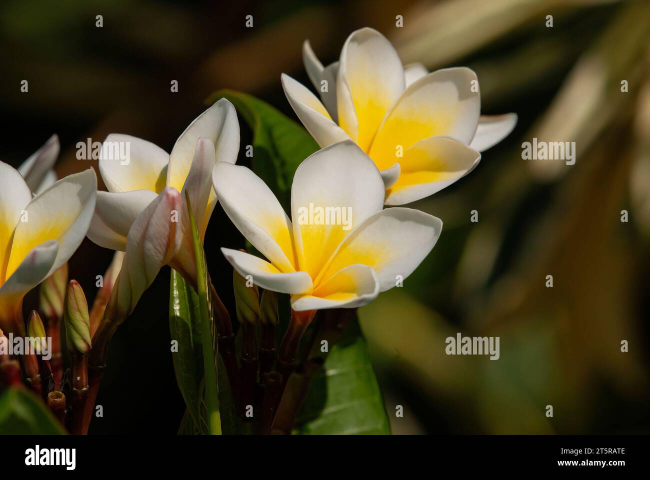 Plumeria (common name frangipani) is a genus of flowering plants in the dogbane family, Apocynaceae. Stock Photo