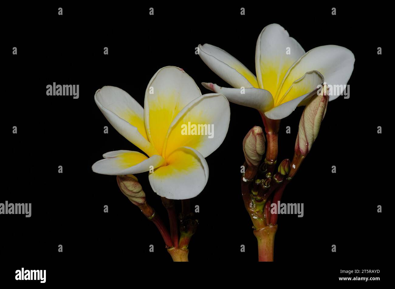 Plumeria (common name frangipani) is a genus of flowering plants in the dogbane family, Apocynaceae. Stock Photo