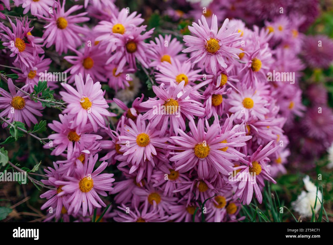 Pink single chrysanthemums variety grow in October garden. Fall flowers