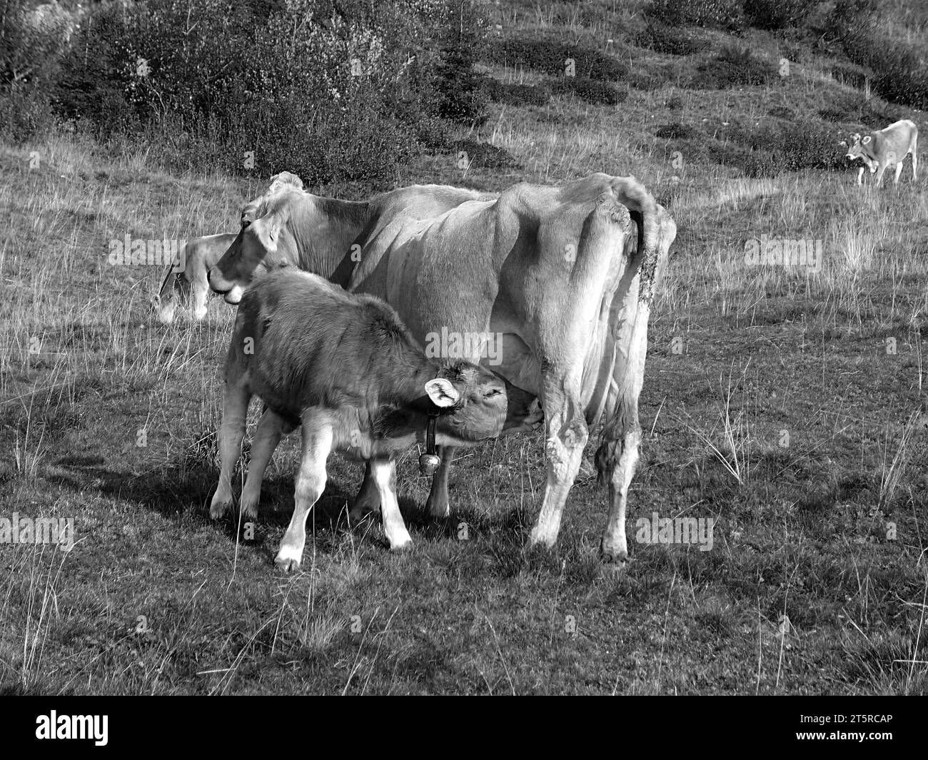 Cow and brown red spotted calf together in the meadow while the calf drinks milk from her mother. Photo taken in black and white. Stock Photo