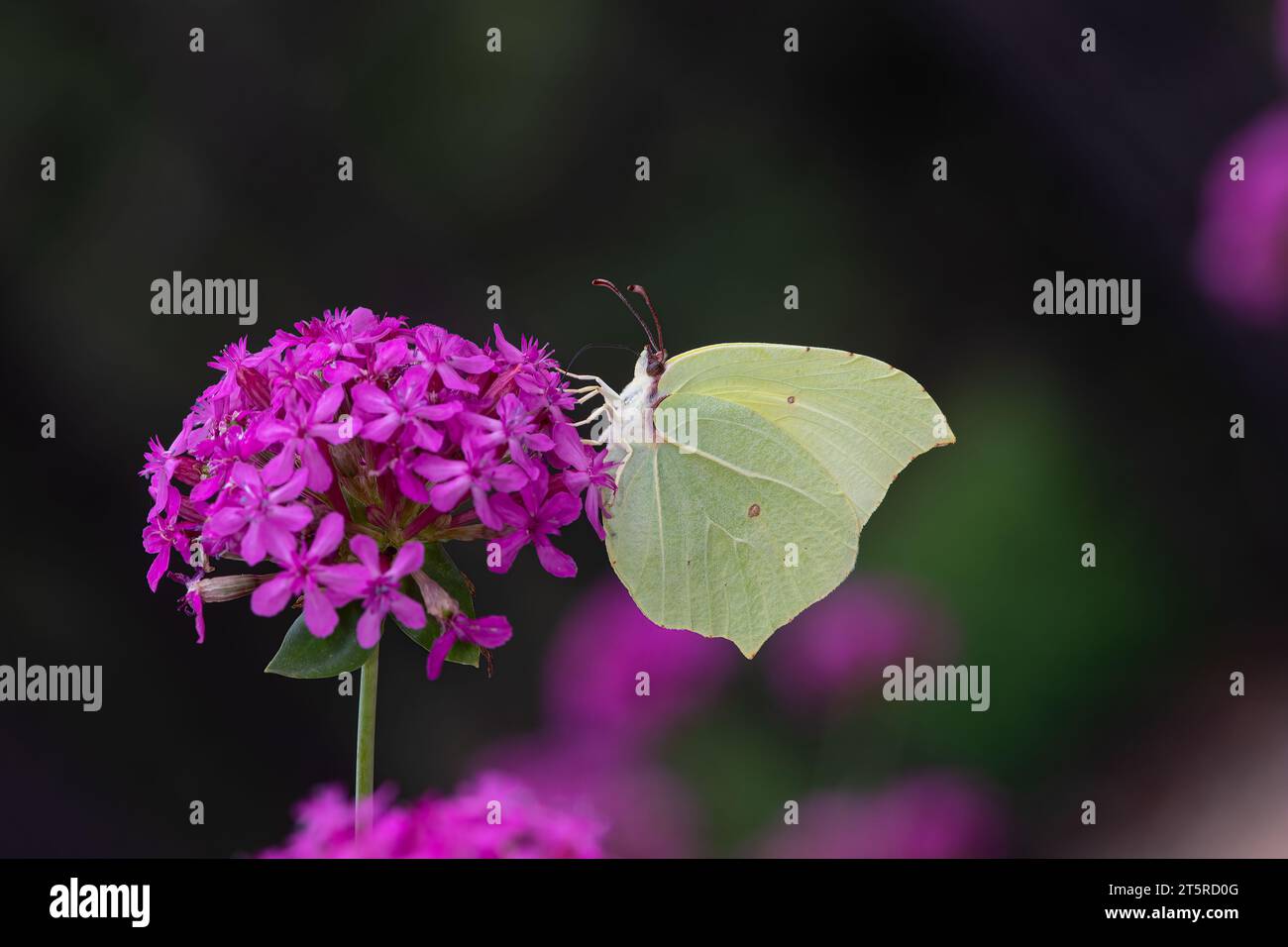 Common Brimstone (Gonepteryx rhamni) butterfly foraging on Silene compata flowers Stock Photo