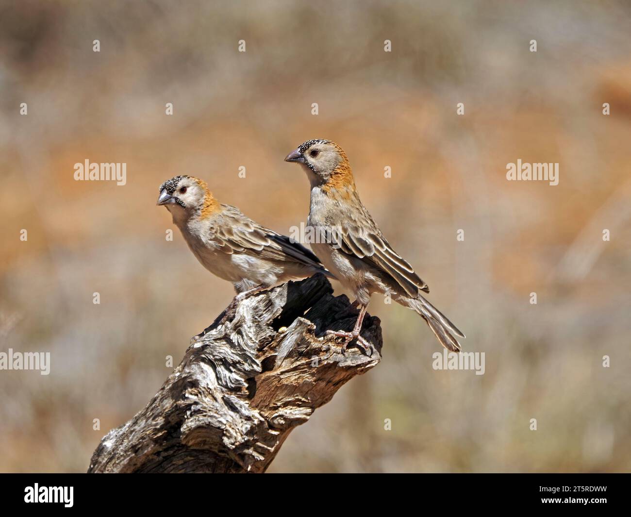two 2 Speckle-fronted Weavers (Sporopipes frontalis) perched on deadwood tree stump in arid dry bush of Laikiipia County Kenya,Africa Stock Photo