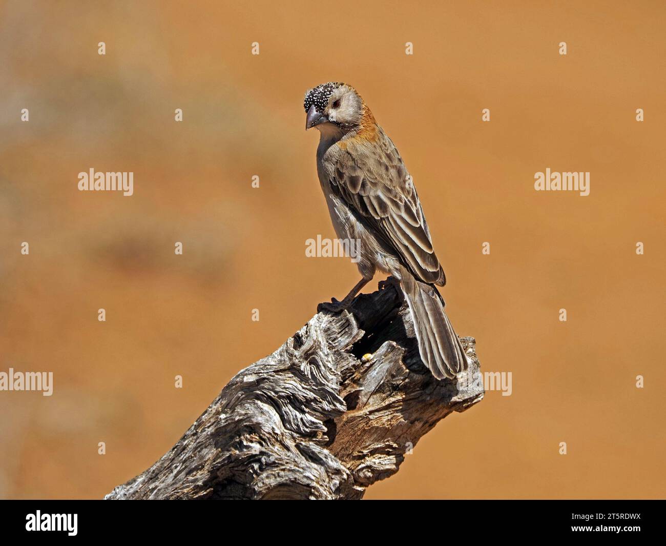 single Speckle-fronted Weaver (Sporopipes frontalis) perched on deadwood tree stump in arid dry bush of Laikiipia County Kenya,Africa Stock Photo