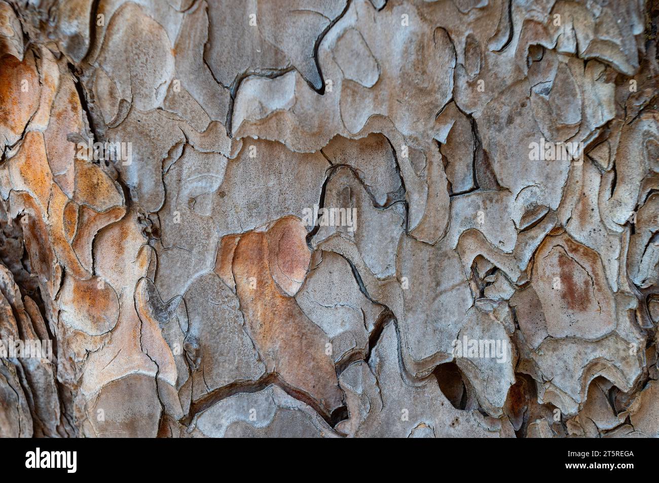 The natural texture of a brown pine tree Stock Photo Alamy