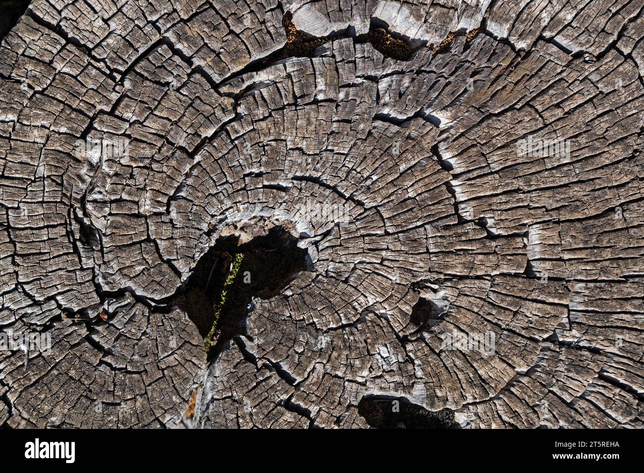 The natural texture of a brown pine tree cut in nature Stock Photo Alamy