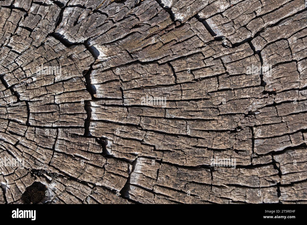 The natural texture of a brown pine tree cut in nature Stock Photo Alamy