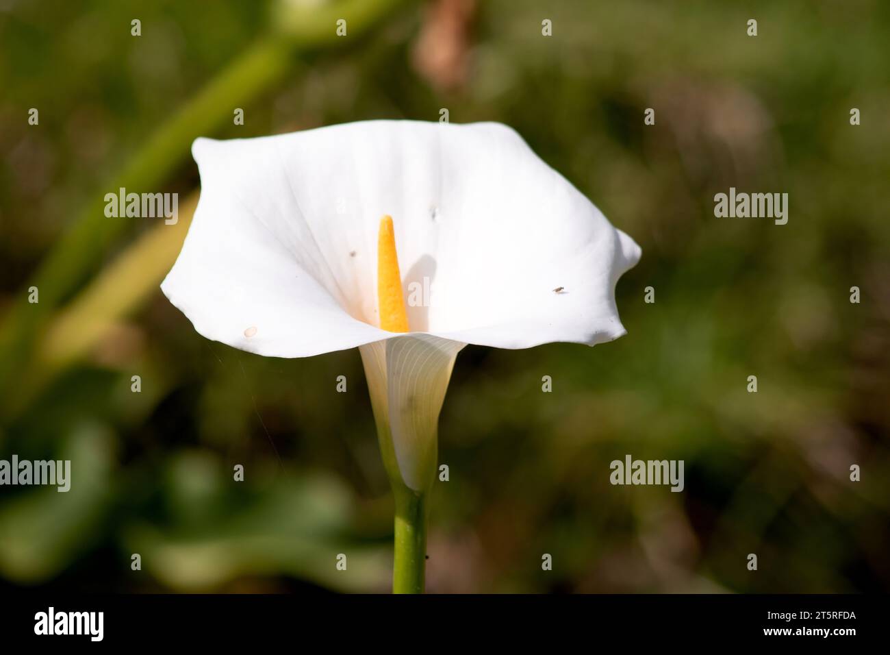 the arum lily has  large arrowhead-shaped leaves and large white funnel-shaped flowers Stock Photo