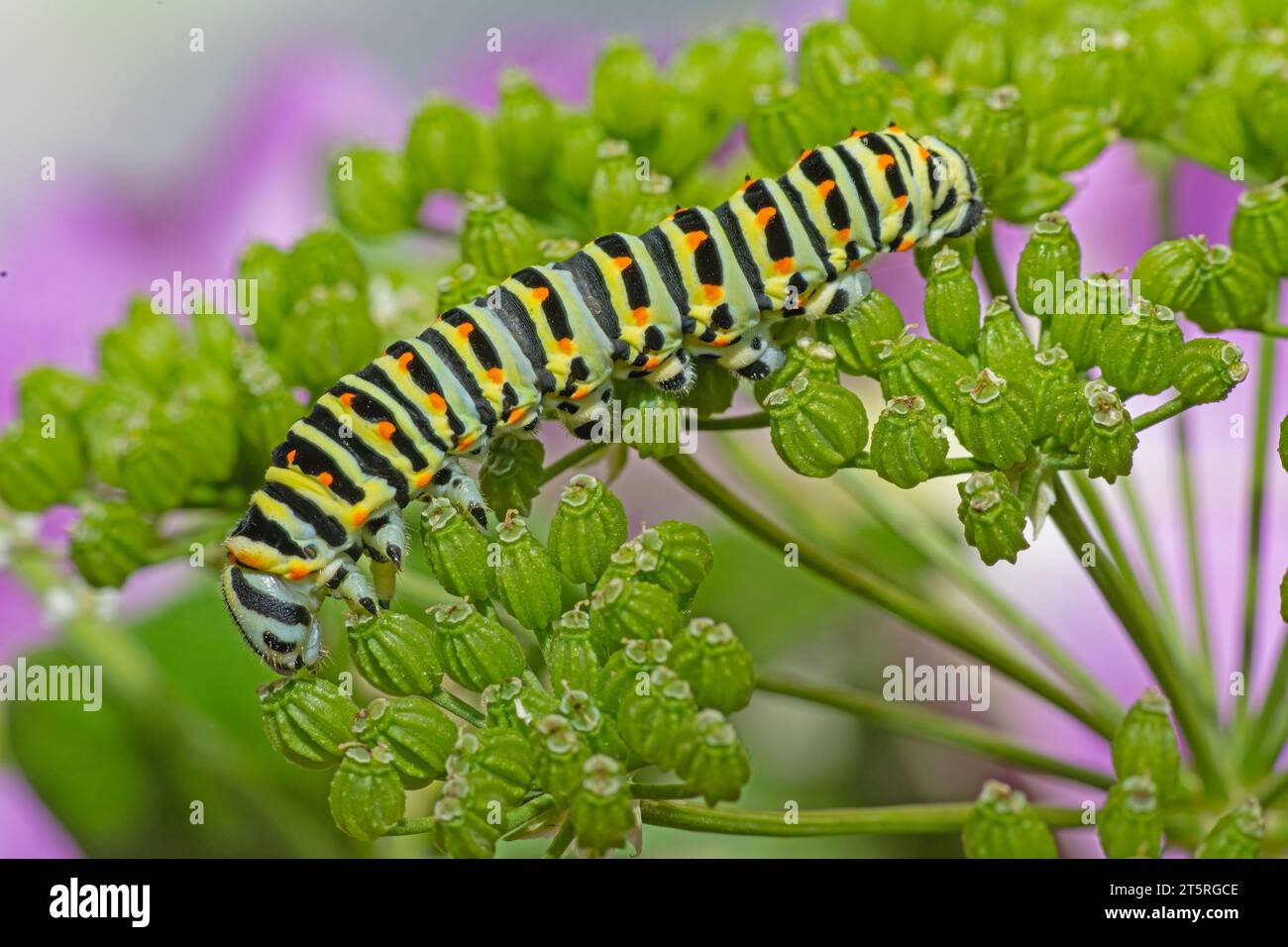 Caterpillar papilio machaon old hi-res stock photography and images - Alamy