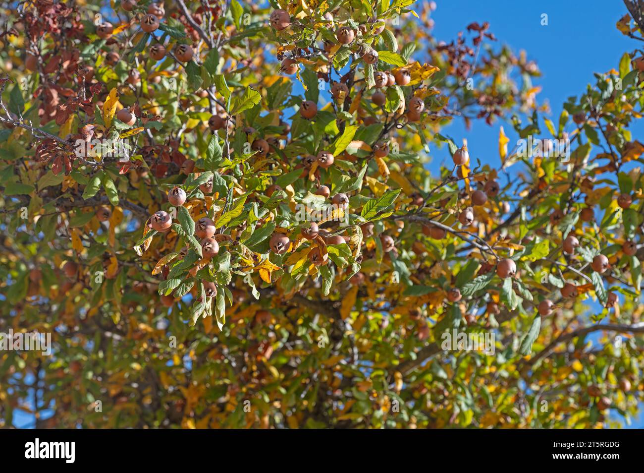 Fresh ripe organic medlar fruit on tree branches. Healthy food Mespilus germanica. Stock Photo