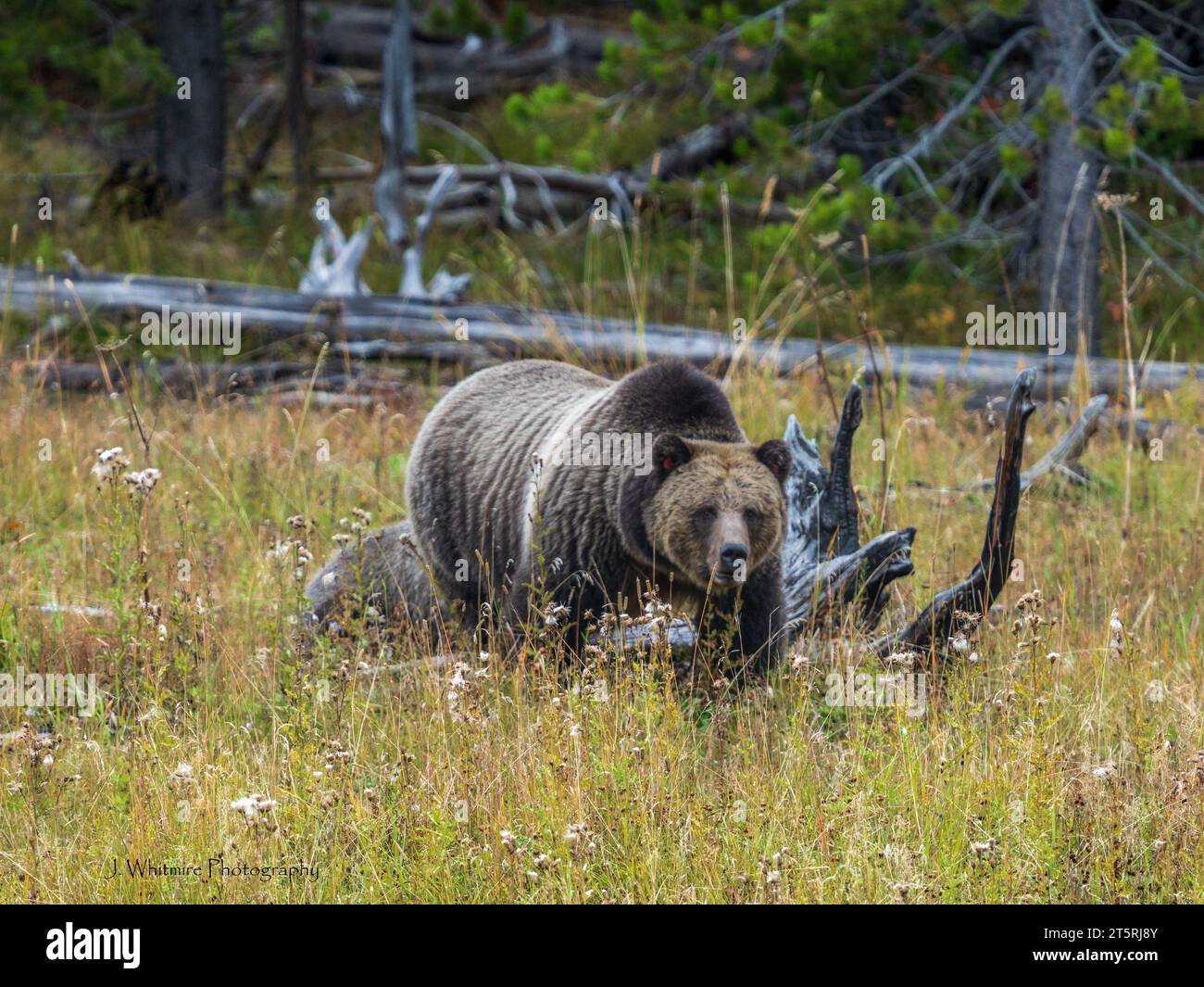 A adult female grizzly bear with her two juvenile cubs in tow are
