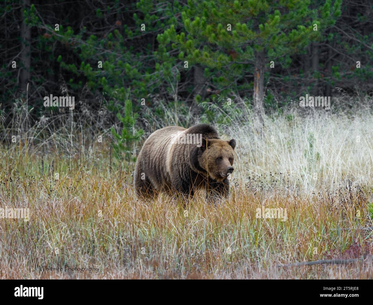 A adult female grizzly bear with her two juvenile cubs in tow are