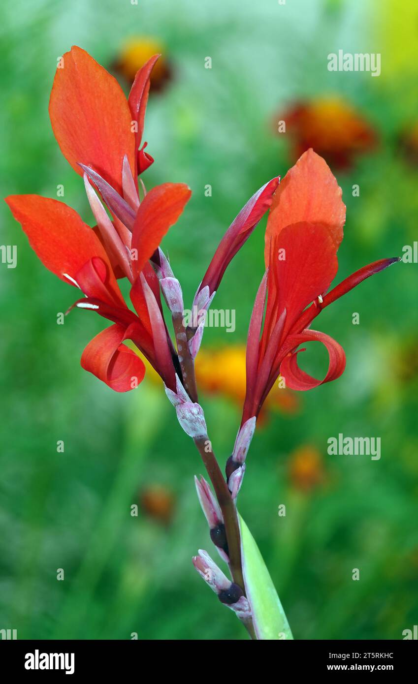 Flowers Canna blood red is a perennial herbaceous plant of the Zingiberaceae family. Stock Photo