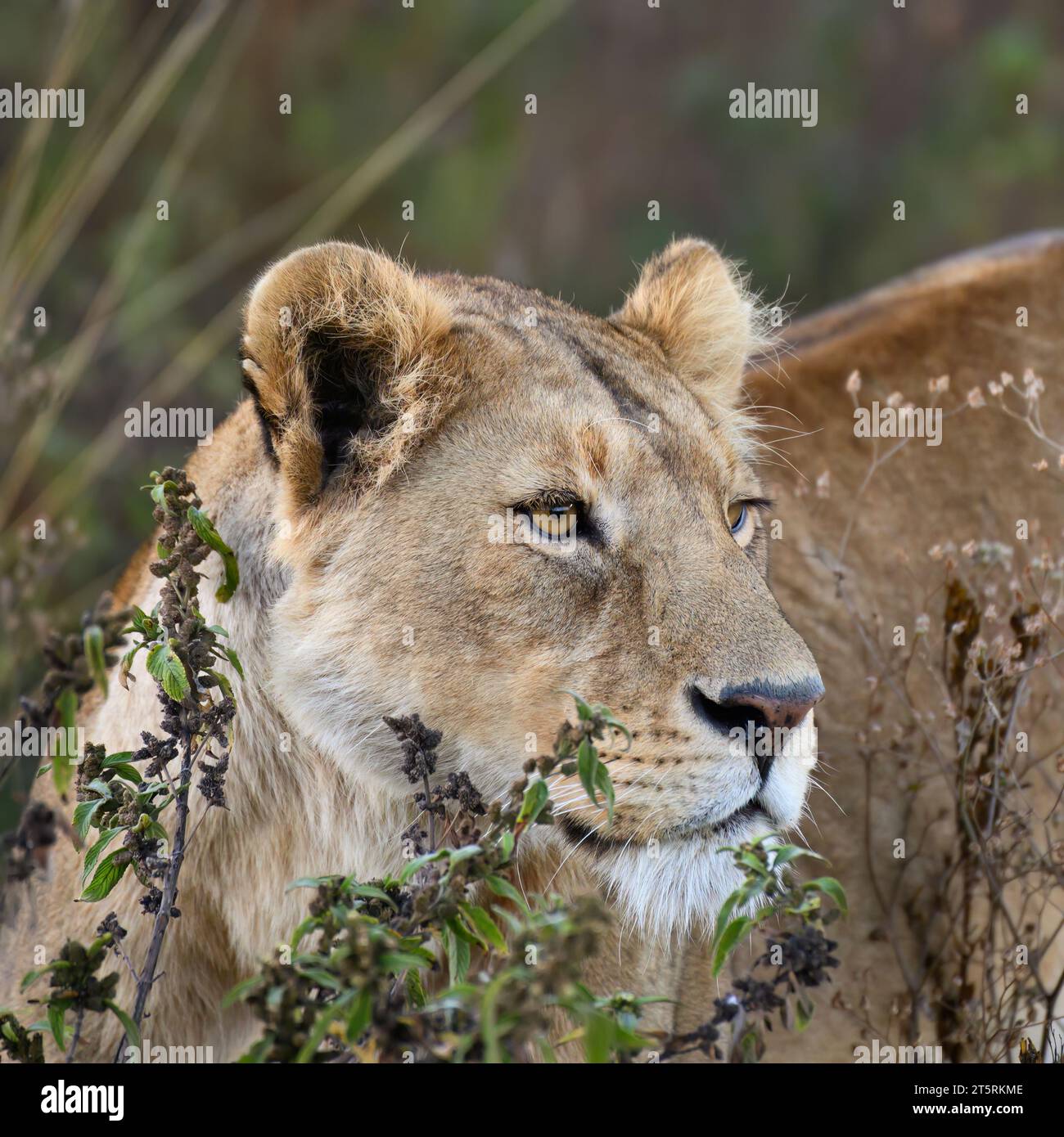 lioness in the Ngorongoro crater watching buffalo approaching Stock Photo