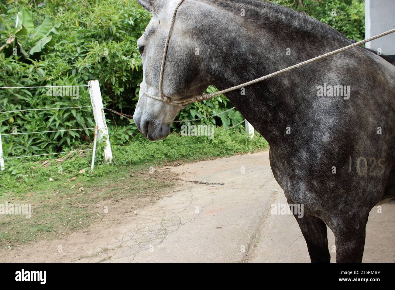 Brindle horse, in white, black, and gray colors, with a numerical identification marking on the skin. The equine is equipped with a rope bridle. Stock Photo