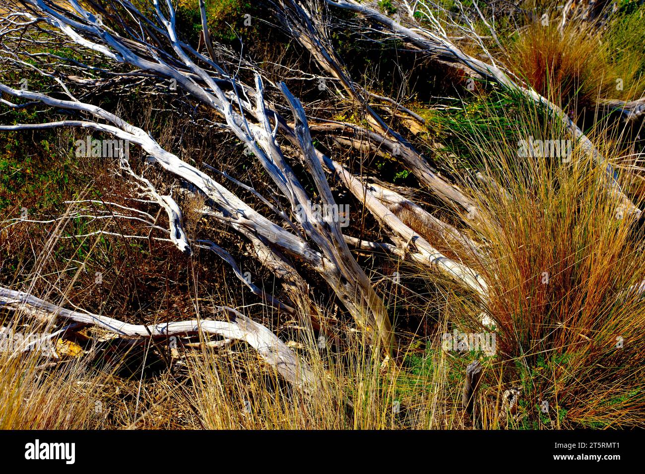 Native scrub land in the Eyre Peninsula region of South Australia Stock