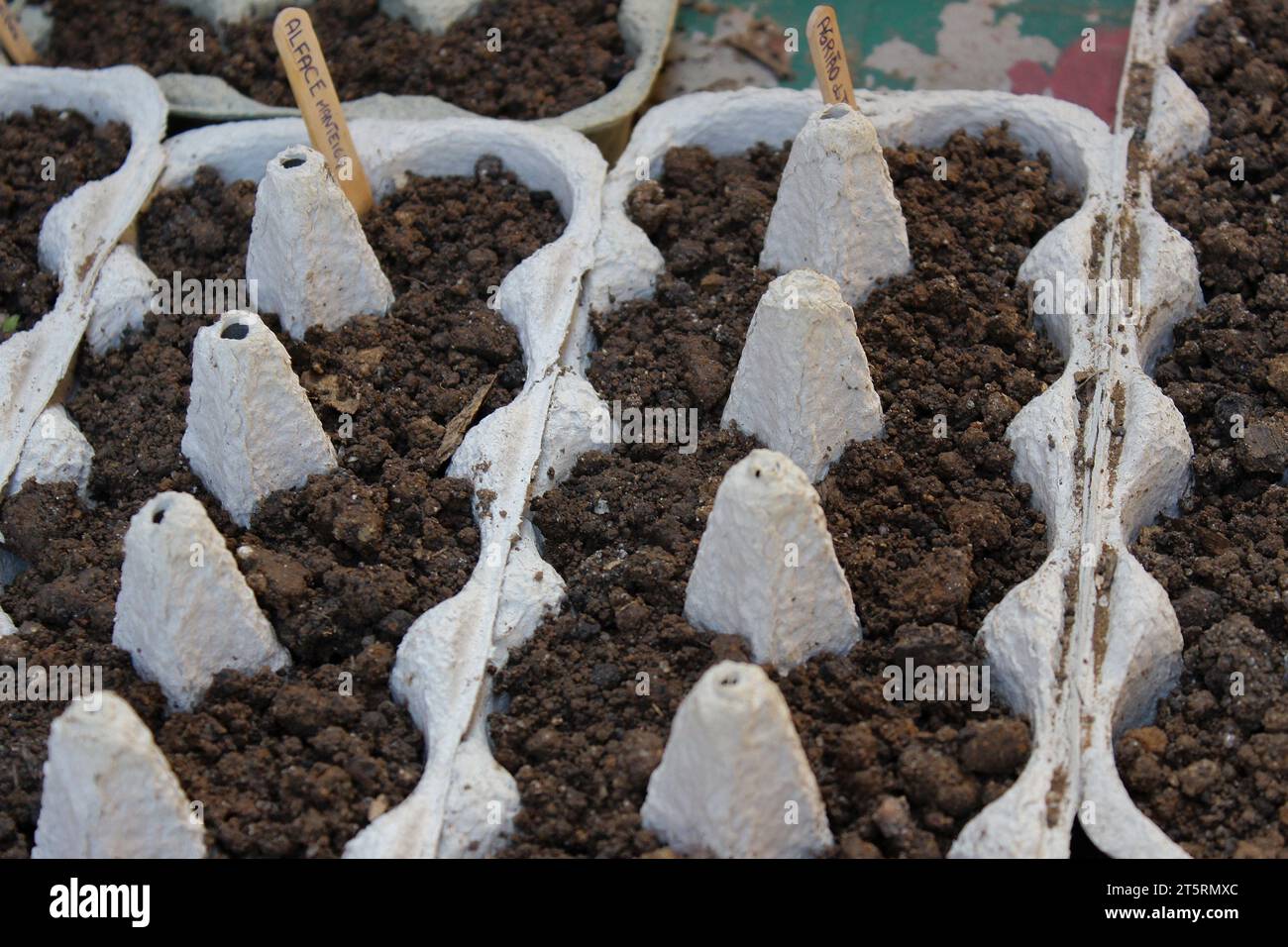 Sowing created from upcycled egg cartons, for seedling production of