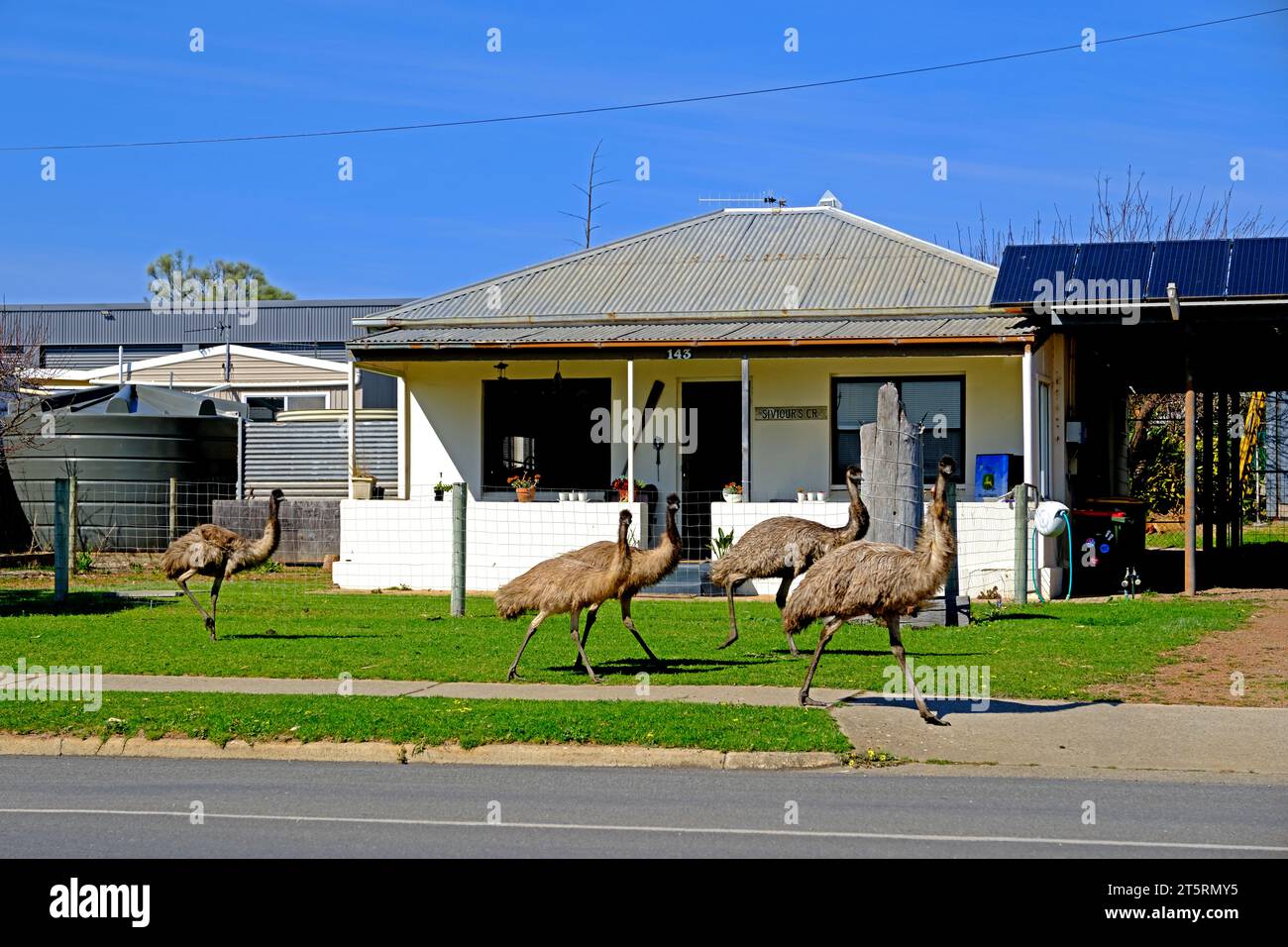 Emus walking along a street in Coffin Bay in the Eyre Peninsula region of South Australia Stock Photo