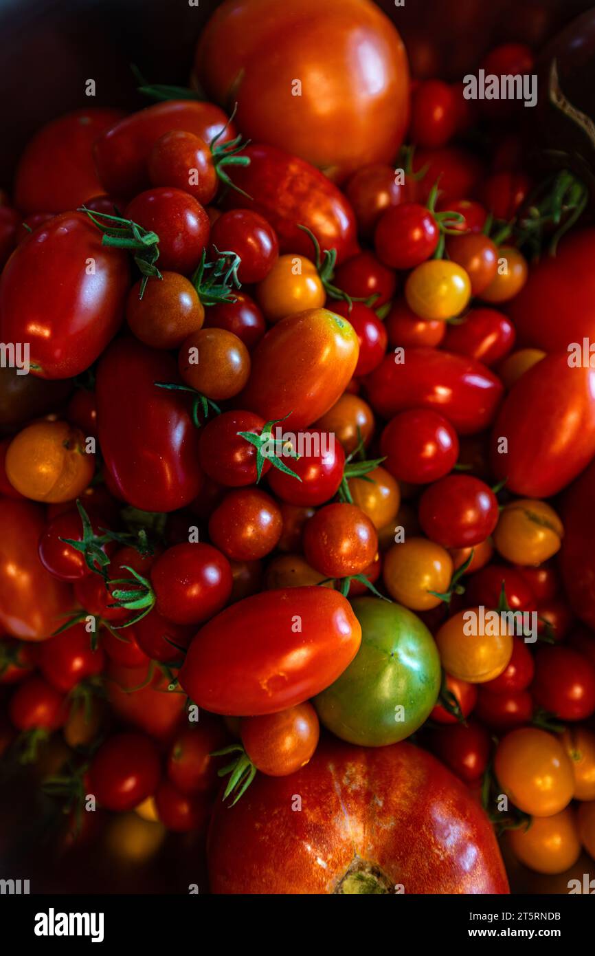 Bowl with Different Tomato Varieties (Solanum esculentum) Stock Photo