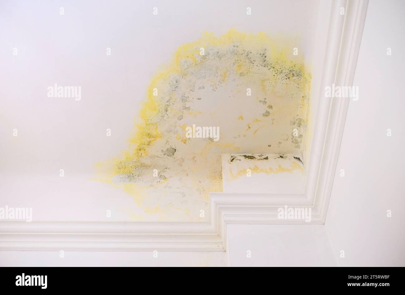 Antimold spray hires stock photography and images Alamy