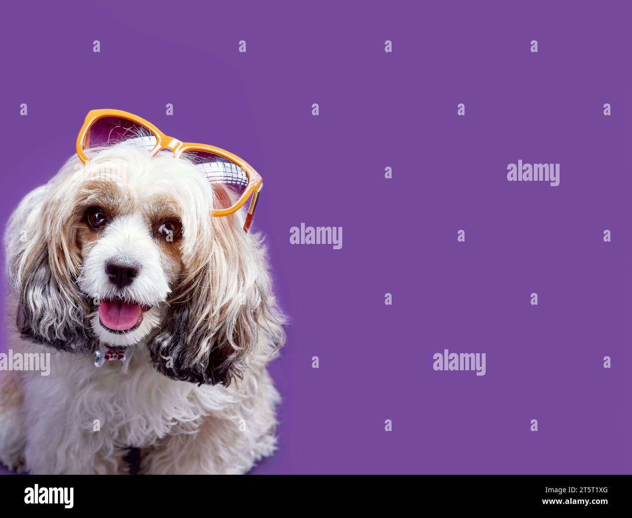Happy Chinese crested powder puff dog with trendy sunglasses on top of its head. Funny portrait against a purple background. Mock-up for pet accessori Stock Photo
