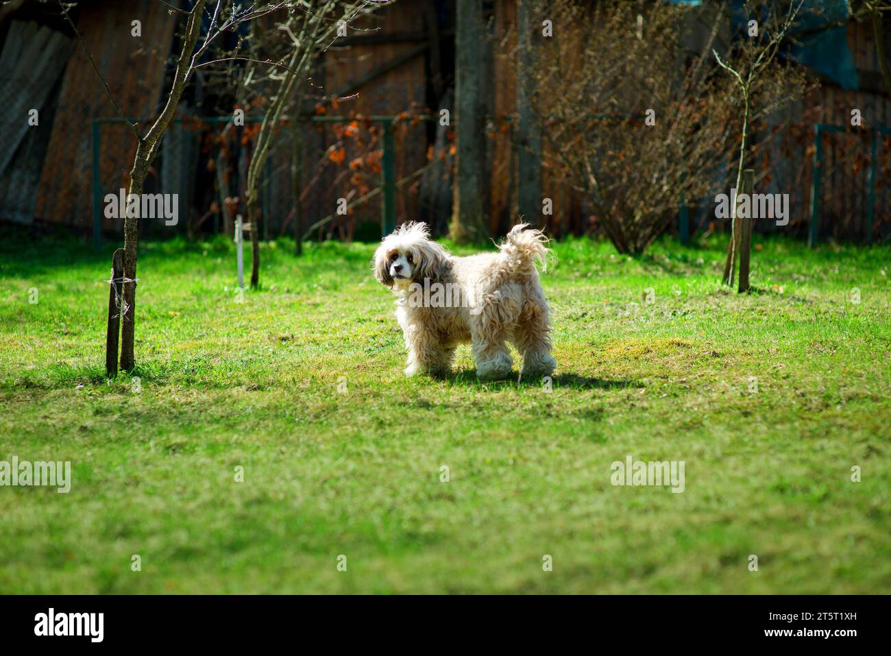 Chinese crested powder puff dog walking in the garden and looking towards the camera. Dog having fun in the backyard. Sunny summer day outdoors with a Stock Photo