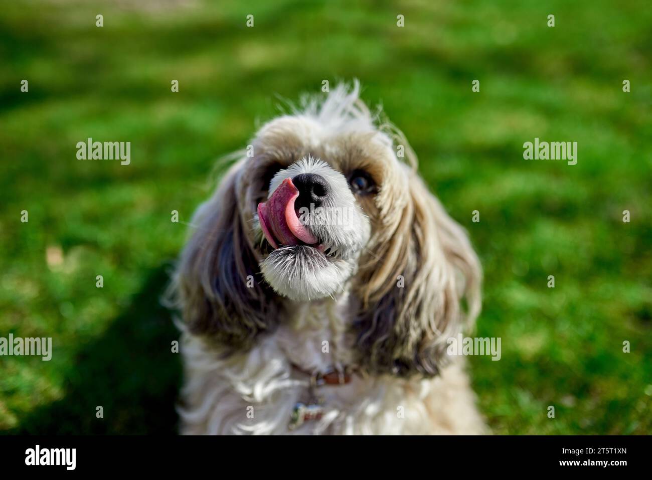 Playful Chinese crested powder puff dog licking its nose while lying on grass. Canine companionship, four-legged friend. Image for dog adoption campai Stock Photo