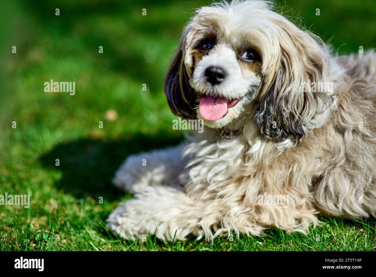 Adorable Chinese crested powder puff dog with its tongue out lying on a meadow. Close-up portrait of smiling playful doggy. Dog training. Image for do Stock Photo