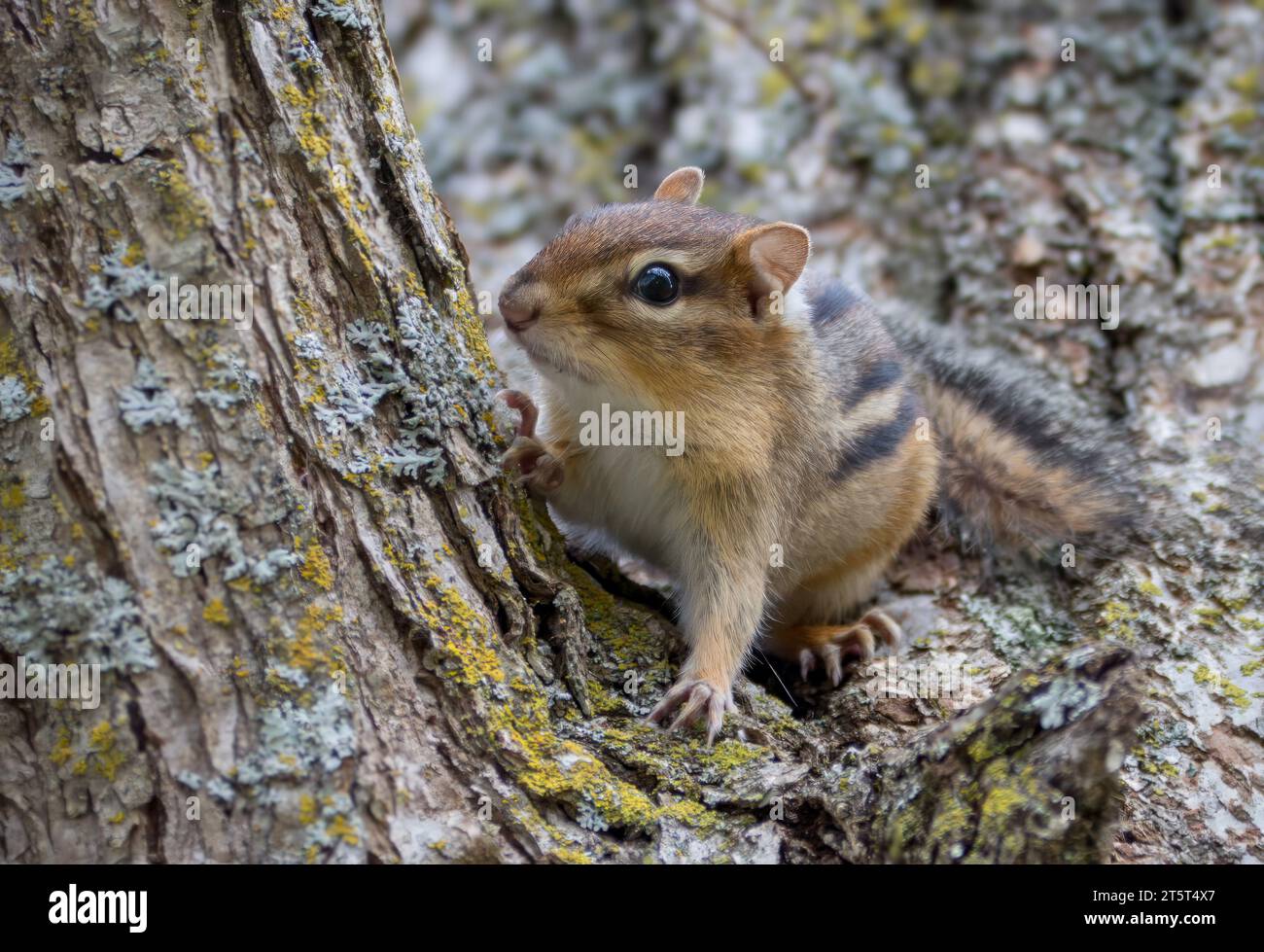 Cute Chipmunk (Tamias) sitting in the crotch of a large Bur Oak tree in