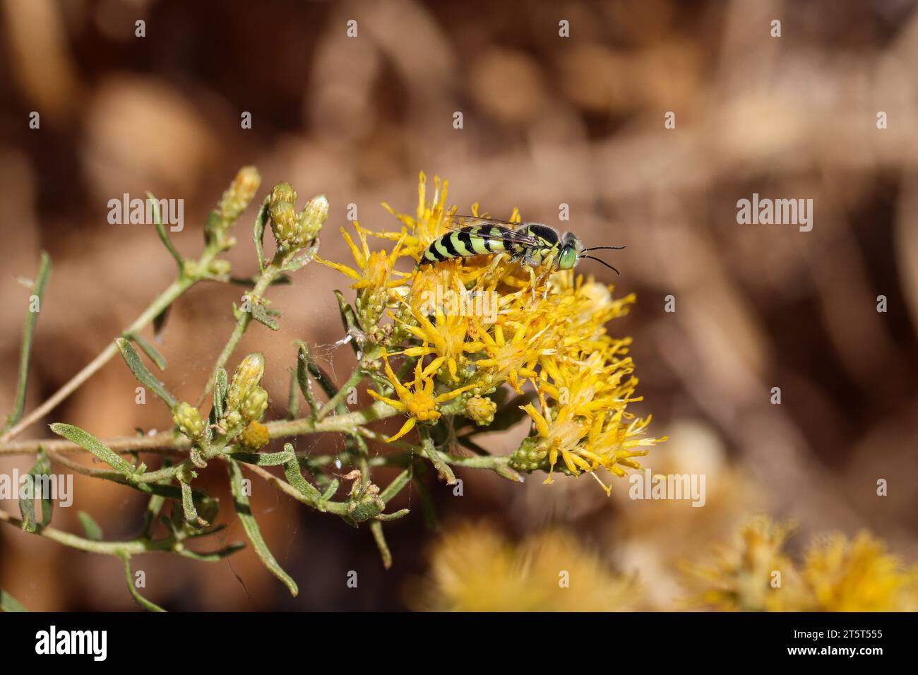 Sand wasp or Bembicini feeding on goldenbush at the Riparian water ranch in Arizona. Stock Photo