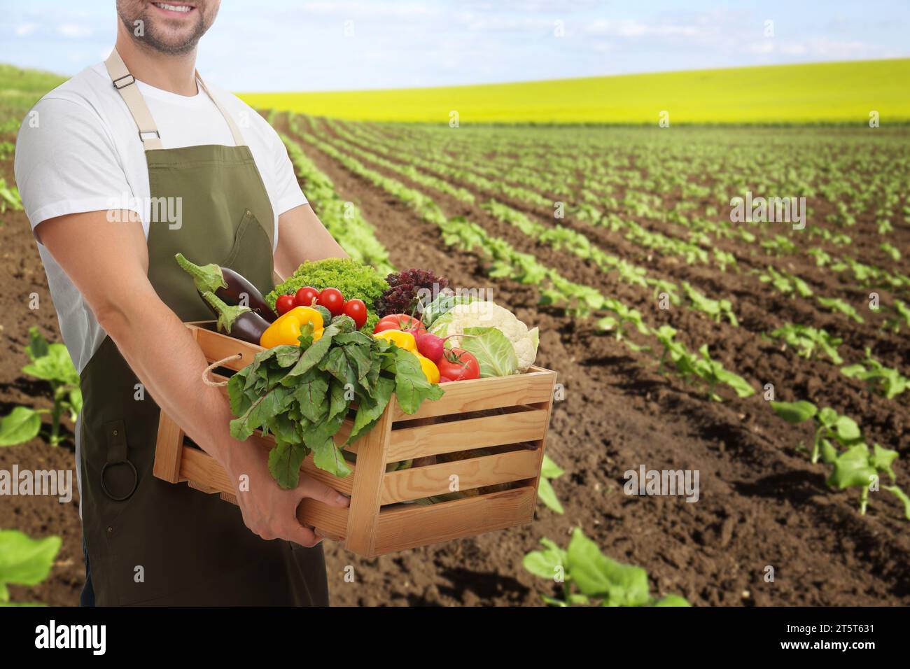 Harvesting season. Farmer holding wooden crate with crop in field ...