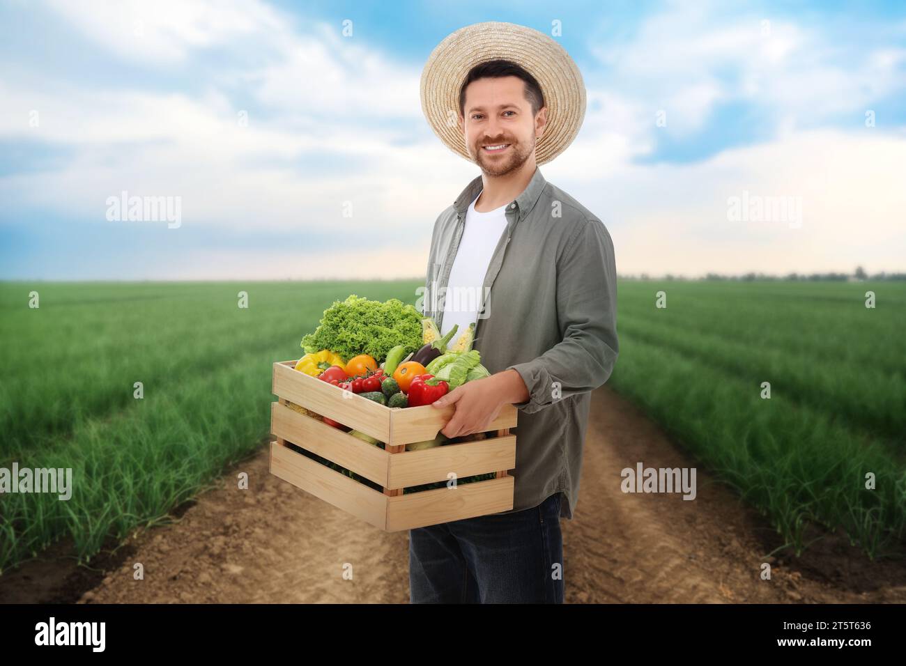 Harvesting season. Farmer holding wooden crate with crop in field Stock ...