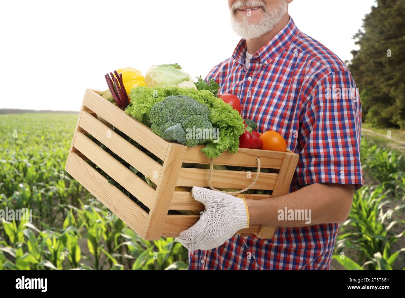 Harvesting season. Farmer holding wooden crate with crop in field ...