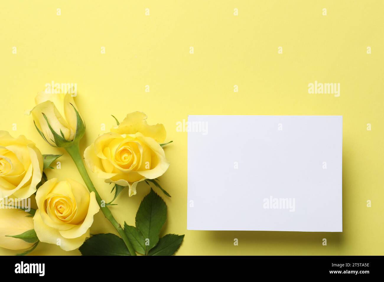 Yellow roses blank card hi-res stock photography and images - Alamy