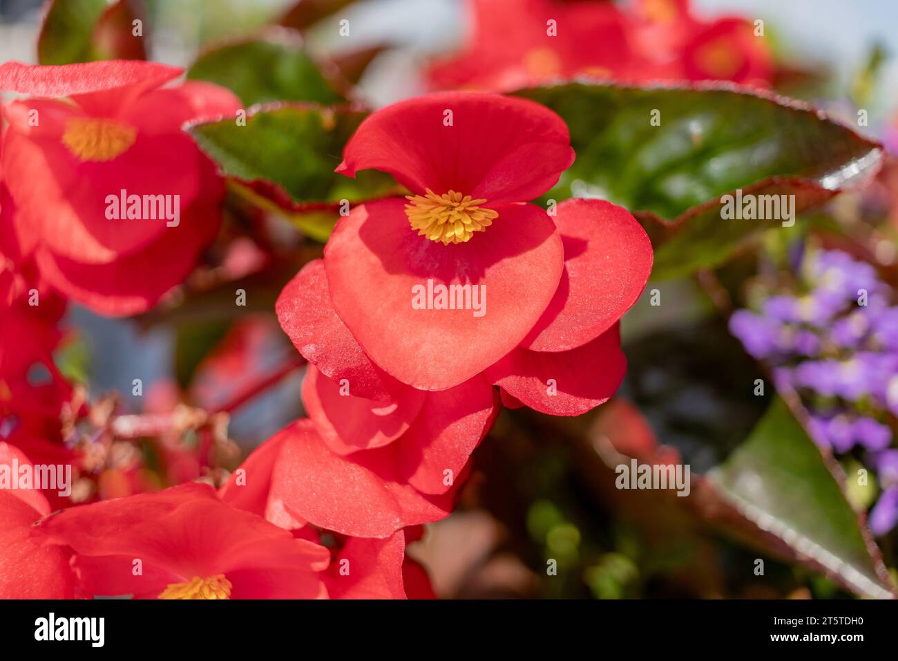 Red begonia flowers - close-up - vibrant colors - garden setting Stock Photo