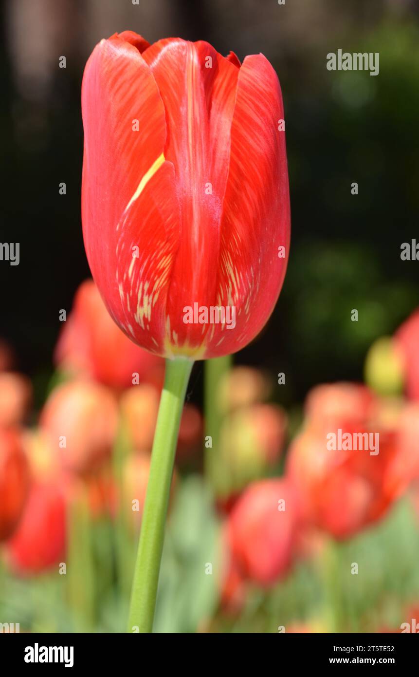 Close up look of red tulip, bright red color and elegant shape. Stock Photo