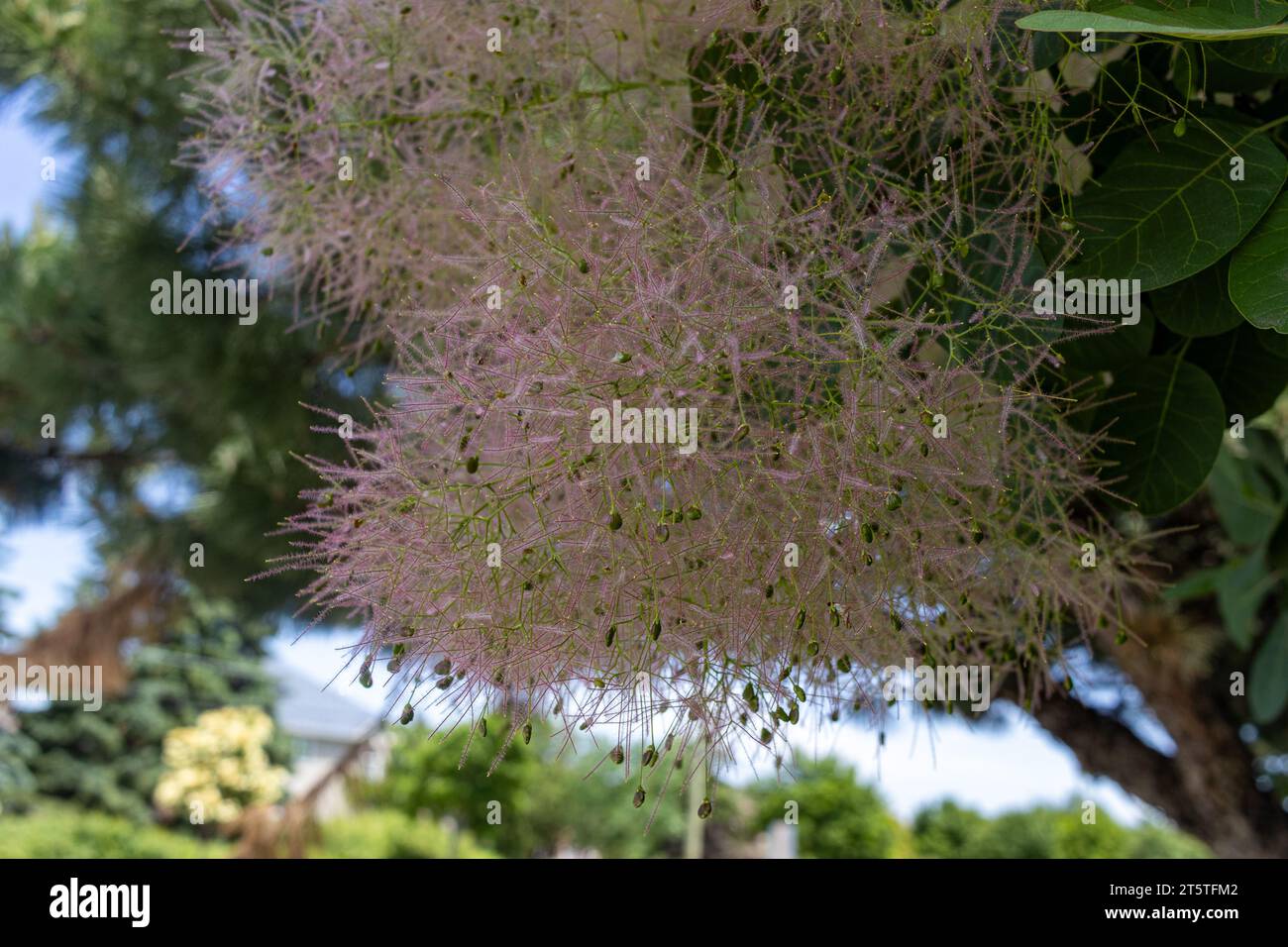 Pink smoke tree blossoms - cotinus coggygria - in garden setting Stock ...
