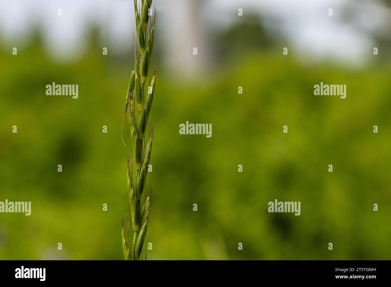 Insect on blade hi-res stock photography and images - Alamy