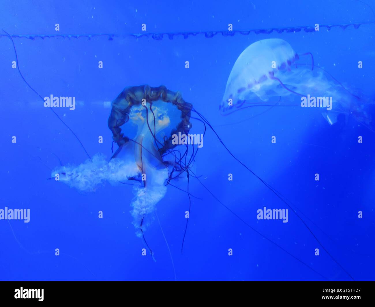 jellyfish swimming in blue background Stock Photo - Alamy