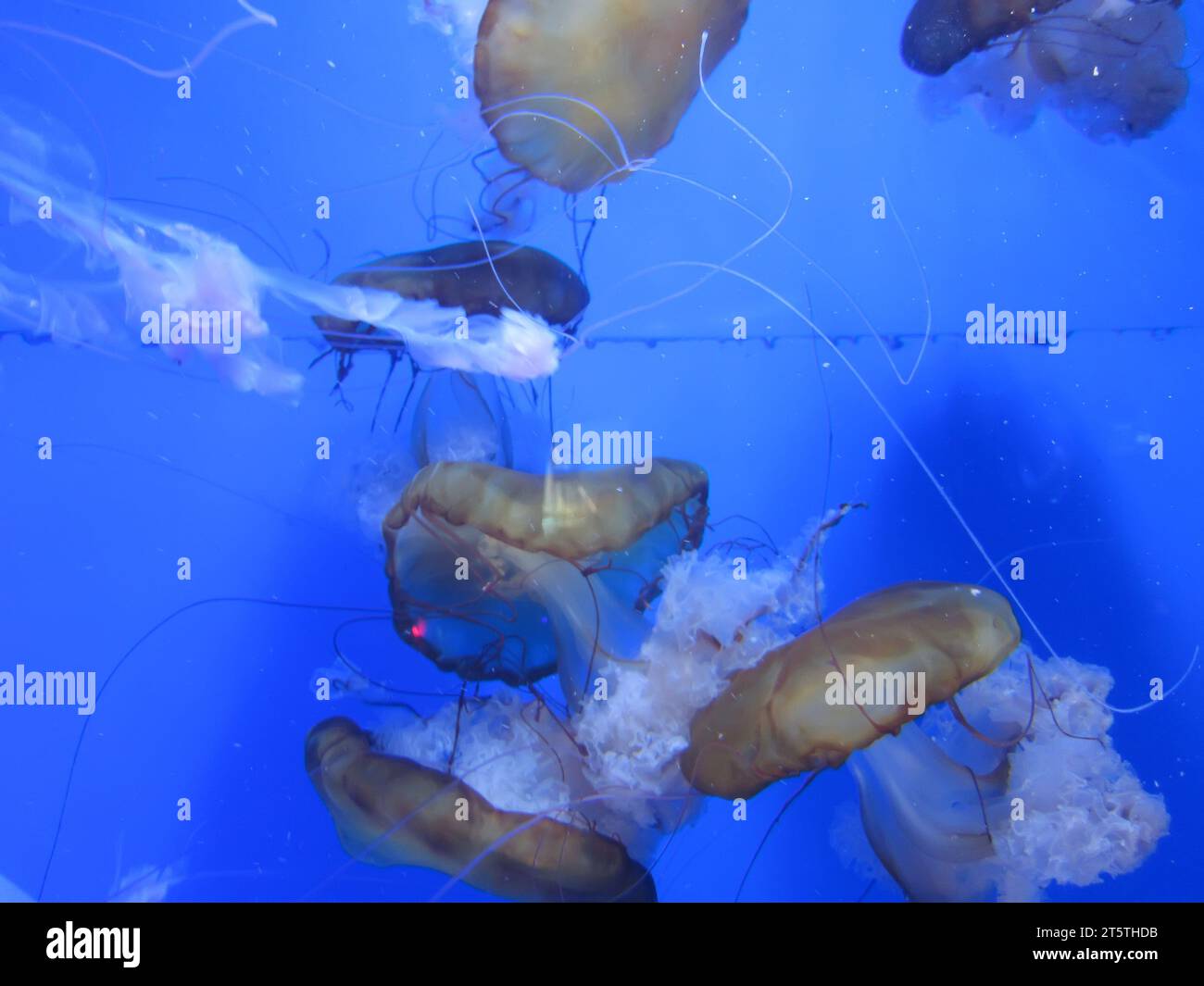 jellyfish swimming in blue background Stock Photo