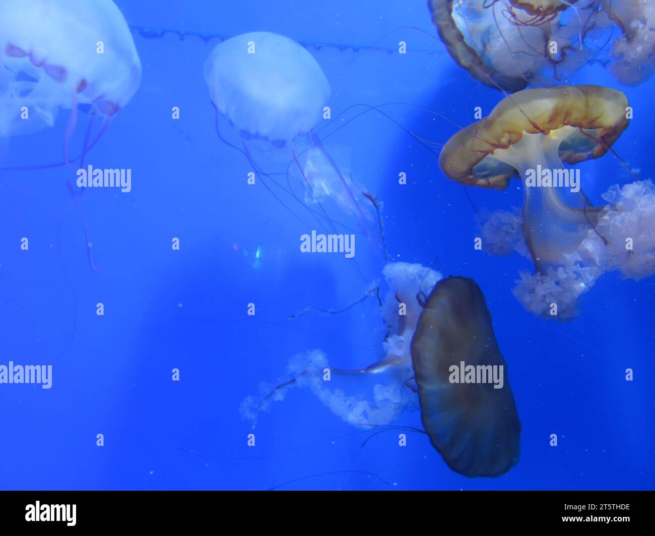 jellyfish swimming in blue background Stock Photo