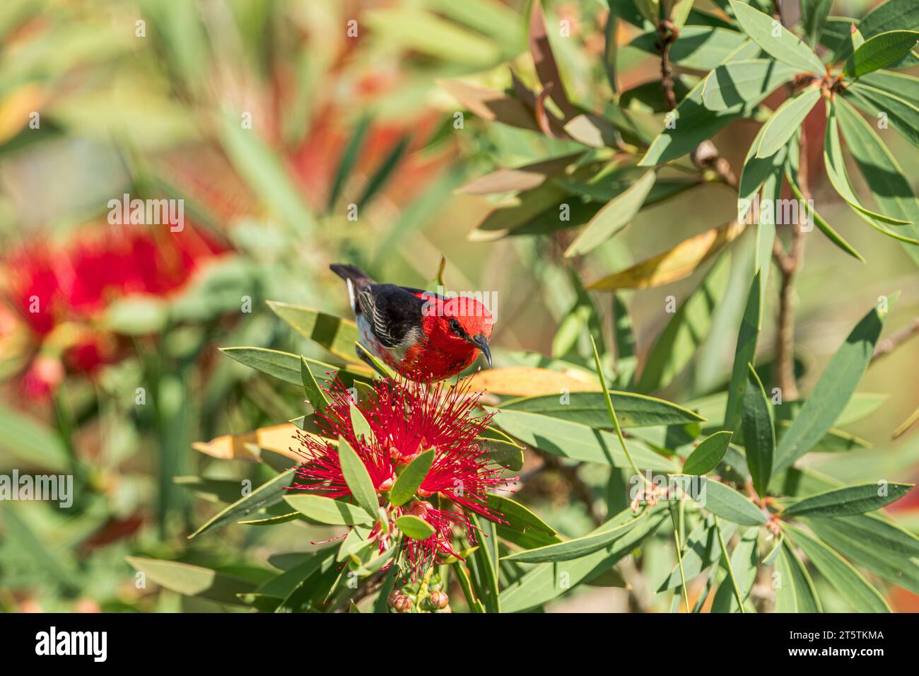 Perched atop a beautiful crimson bloom a Scarlet Honeyeater contemplates feeding on the flower of a Red powder puff shrub. Stock Photo