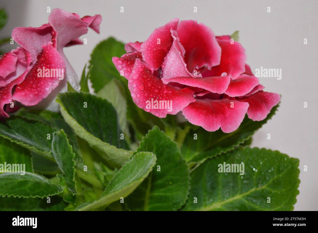 Petals in Pink Perfection ?' 'A Symphony of Pink Elegance ?' 'Graceful Blooms in Fifty Shades of Pink ?' 'Nature's Blush: Pink Roses Edition ?' 'P Stock Photo